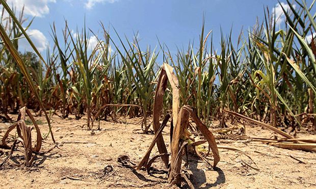 В Чувашии ввели режим ЧС из-за потери урожая в связи с засухой