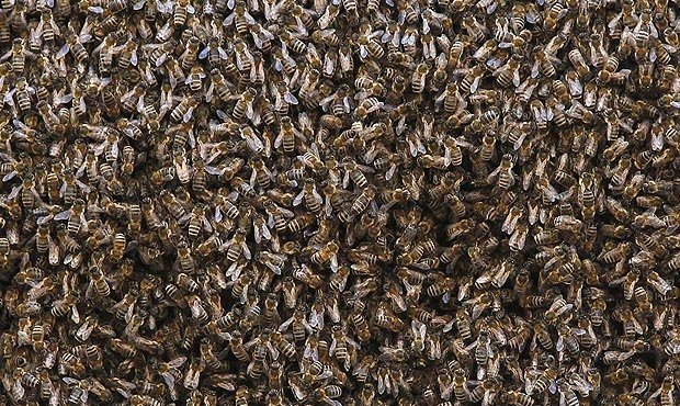 На границе России и Эстонии ограничили движение из-за поселившегося там роя пчел  