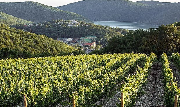 Производитель вин «Абрау-Дюрсо» приобрел долю в крупнейшем винограднике Кубани