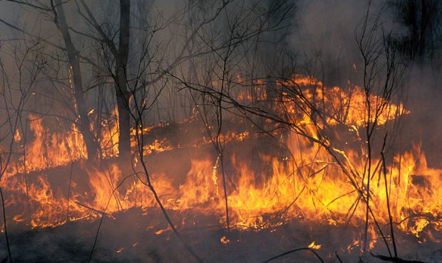 Экологи обвинили в масштабных лесных пожарах легальные лесозаготовки
