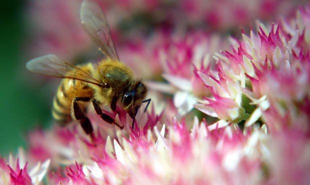 В Минсельхозе отреагировали на случаи массовой гибели пчел в регионах  