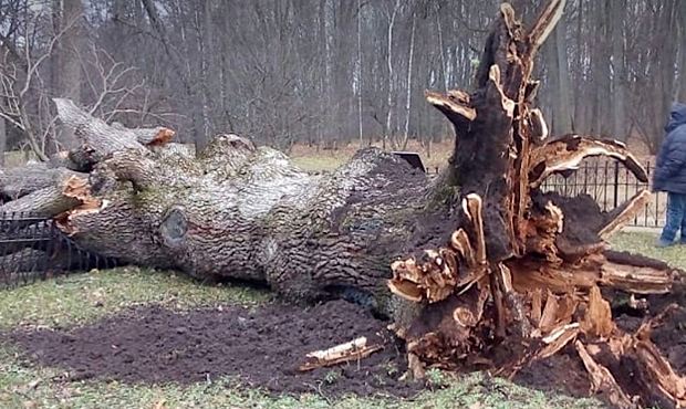 В Орловской области ураган уничтожил знаменитый Тургеневский дуб