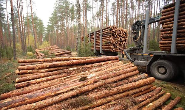 Компания Романа Абрамовича предложила приватизировать лес на Дальнем Востоке