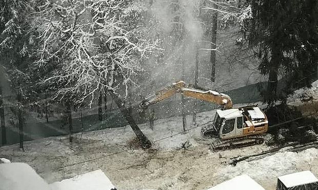 В Новой Москве возобновилась вырубка краснокнижного леса ради строительства школы