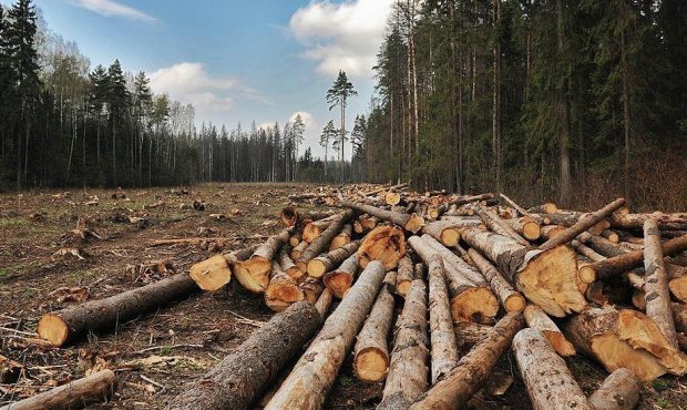 Счетная палата оценила ущерб от природных пожаров и незаконной вырубки леса в десятки миллиардов рублей