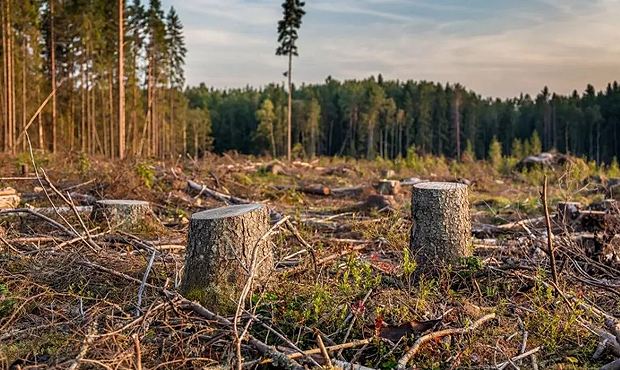 Иркутского депутата и бизнесмена заподозрили в незаконной санитарной рубке леса