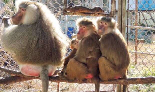 НИИ вирусологии создал тест для выявления оспы обезьян. В Европе уже есть первые заразившиеся