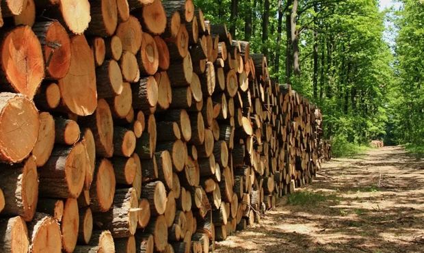 Правительство предложило уничтожать или продавать незаконно вырубленную древесину