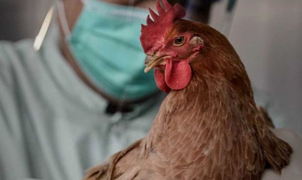 Глава Роспотребнадзора предупредила о риске передачи птичьего гриппа от человека к человеку
