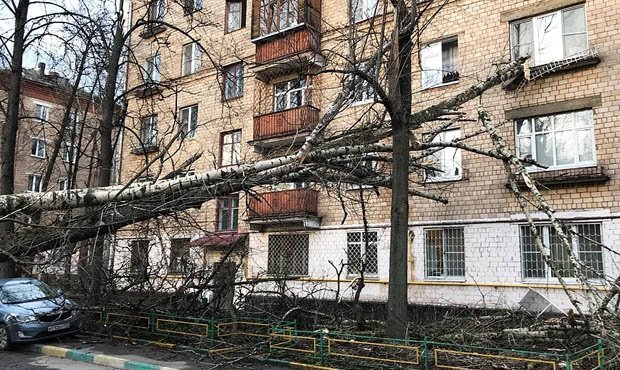 В Москве в результате урагана погиб автомобилист