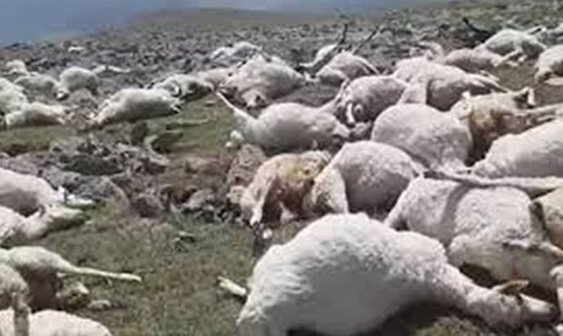 В горах Грузии ударом молнии убило несколько сотен овец на пастбище