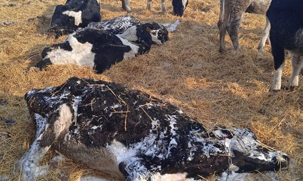 В Новосибирской области погибли сотни коров. Прокуратура потребовала ввести режим ЧС
