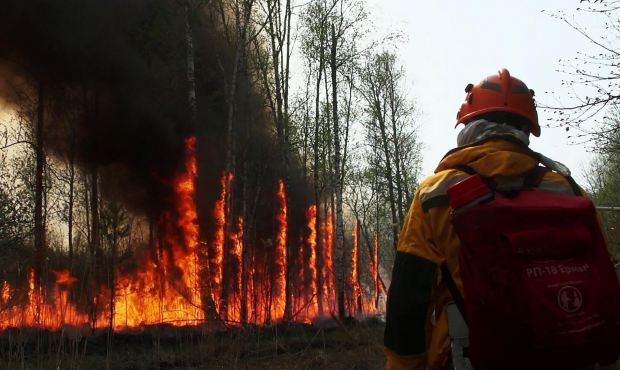 Площадь лесных пожаров в России за сутки выросла более чем на 20%
