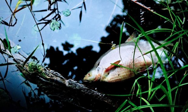 В реке Одра на границе Польши и Германии произошла массовая гибель рыбы
