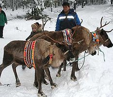 Примчись, лесной олень, по моему хотению!