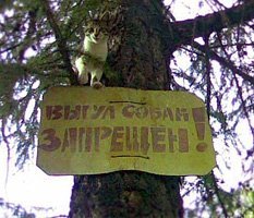 С собакой не гулять, из школ не выгонять