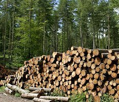 Правительство прочесало лес