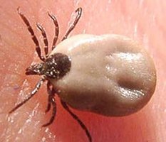 Клещи «озверели»