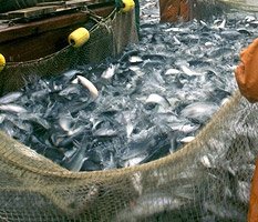 Колхоз вам в помощь