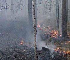 Лесные пожары зальют деньгами