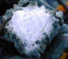 Новый вызов для "Газпрома" поднимется из морских глубин