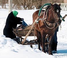 Омская область переходит на гужевой транспорт